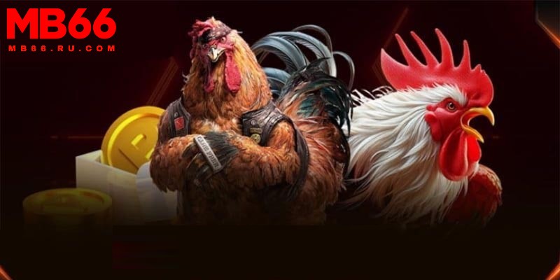 Trang chủ 268 Danh mục đá gà đẳng cấp thu hút nhiều thành viên tham gia